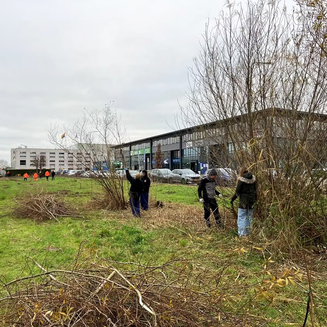 Rijnvicus 01