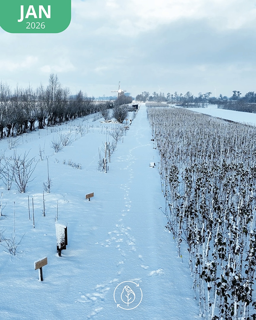 016 Koperwiek Jan 26