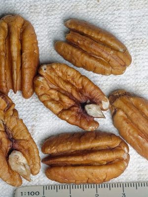 Carya Illinoinensis Pawnee Nuts